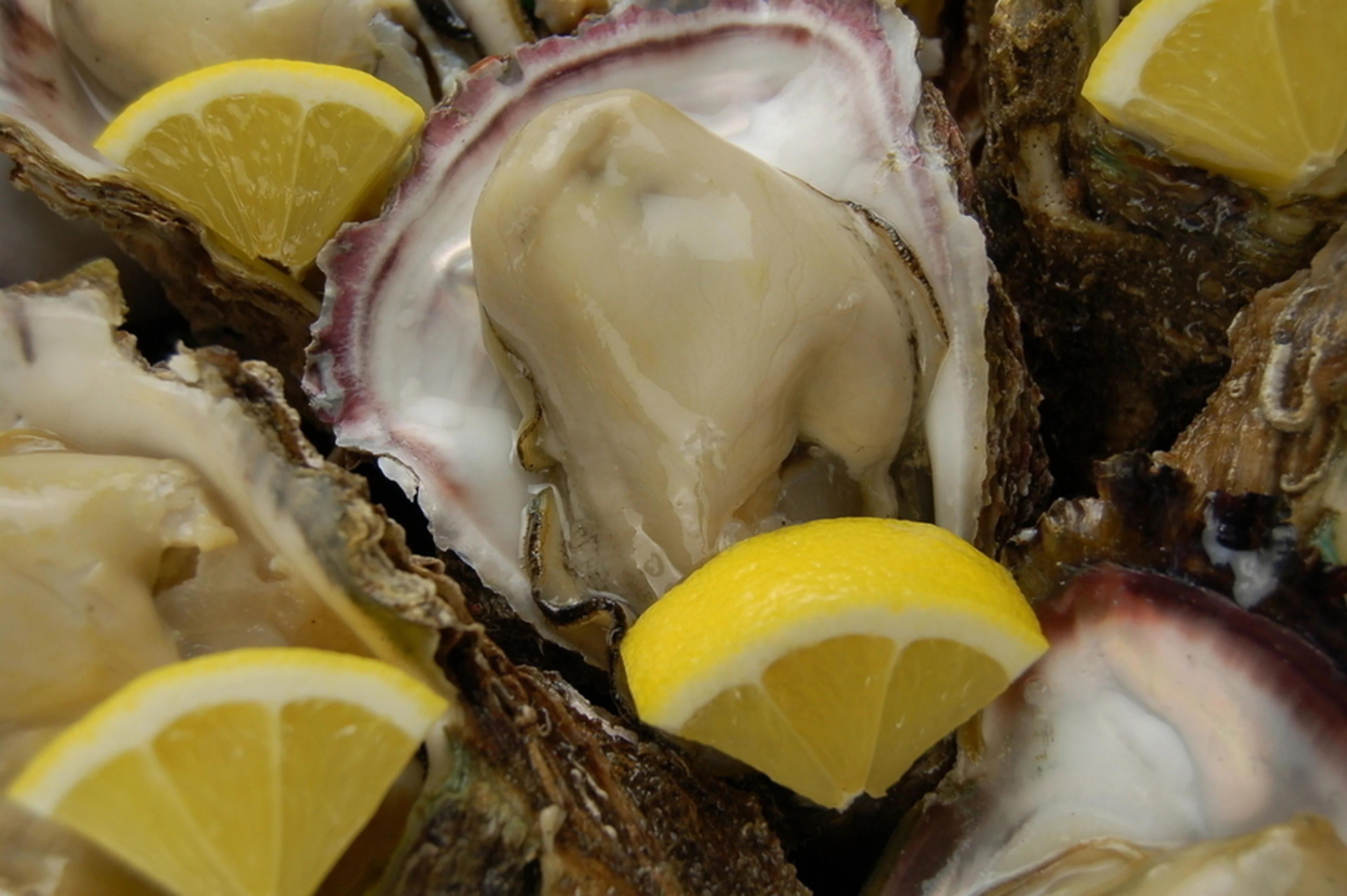 【最大24名◆個室確約 結納・顔合わせプラン】春夏の味覚を堪能する絶品岩牡蠣コース全3種★福井の名店が贈る華やかな両家の門出