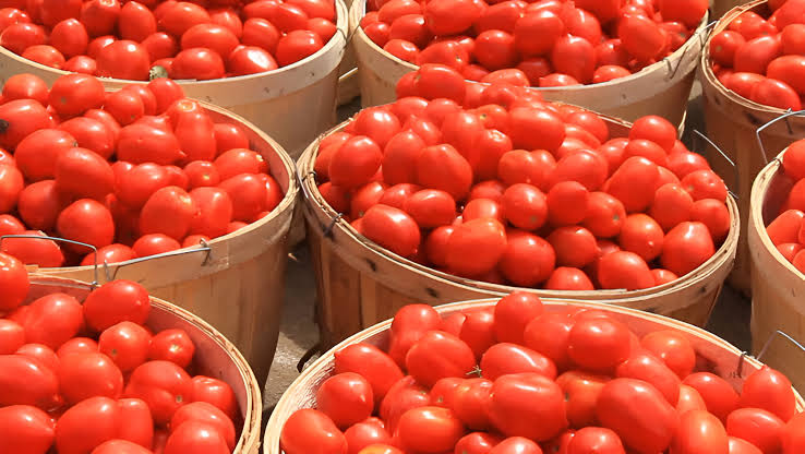 Rising Tomato Prices in Abuja Show How Food Inflation Continues to Pressure Nigerian Households