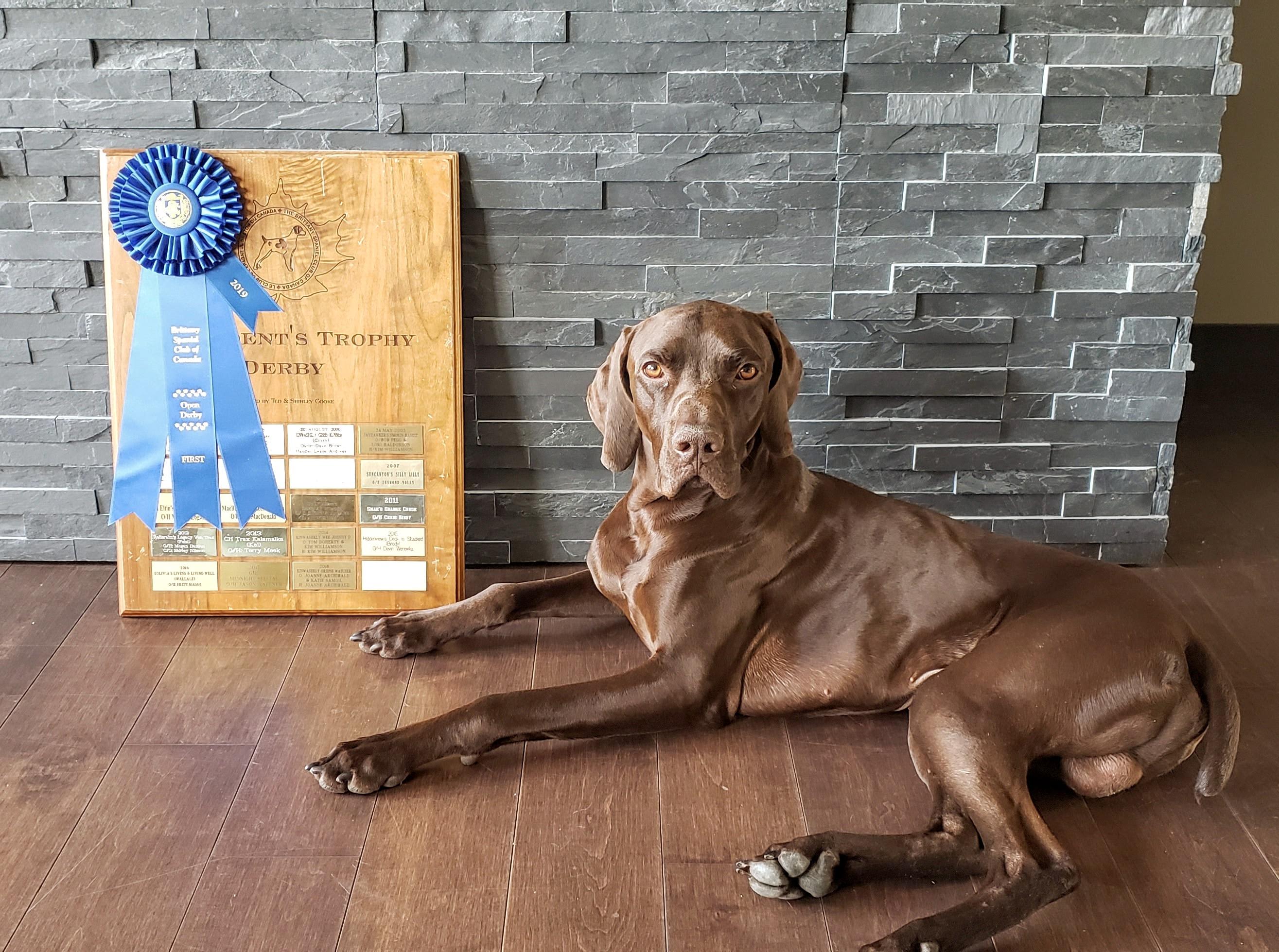 Gun dog training — Chaos K9 Kelowna