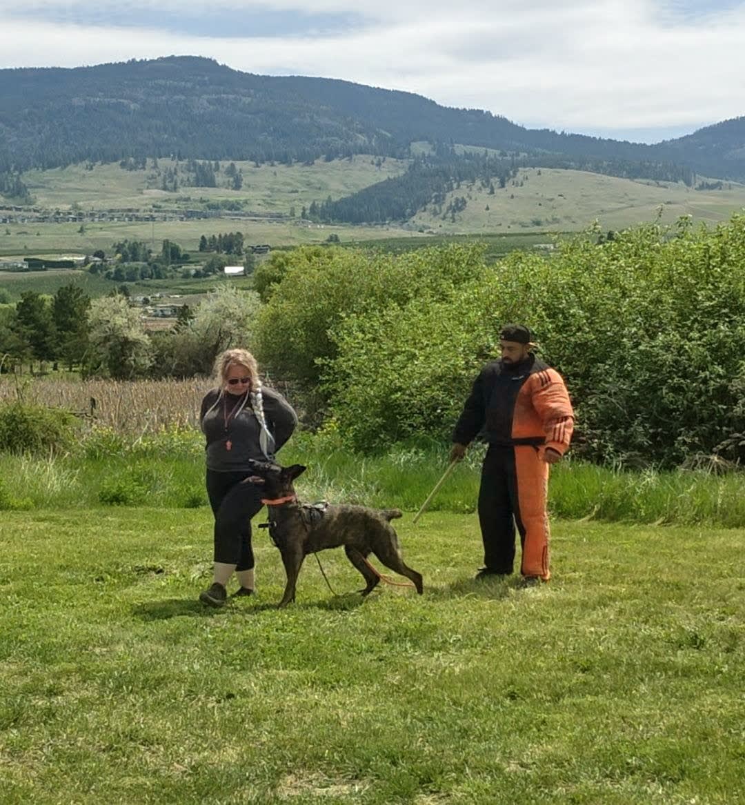 Protection sports training — Chaos K9 Kelowna