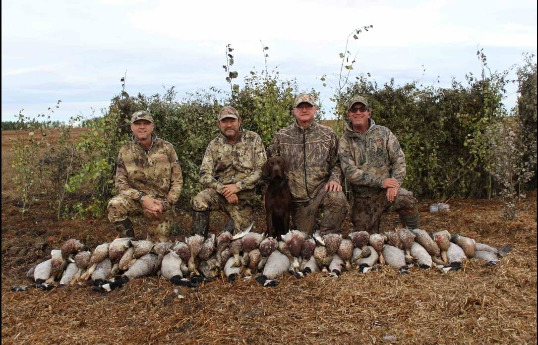 Gun dog in the field