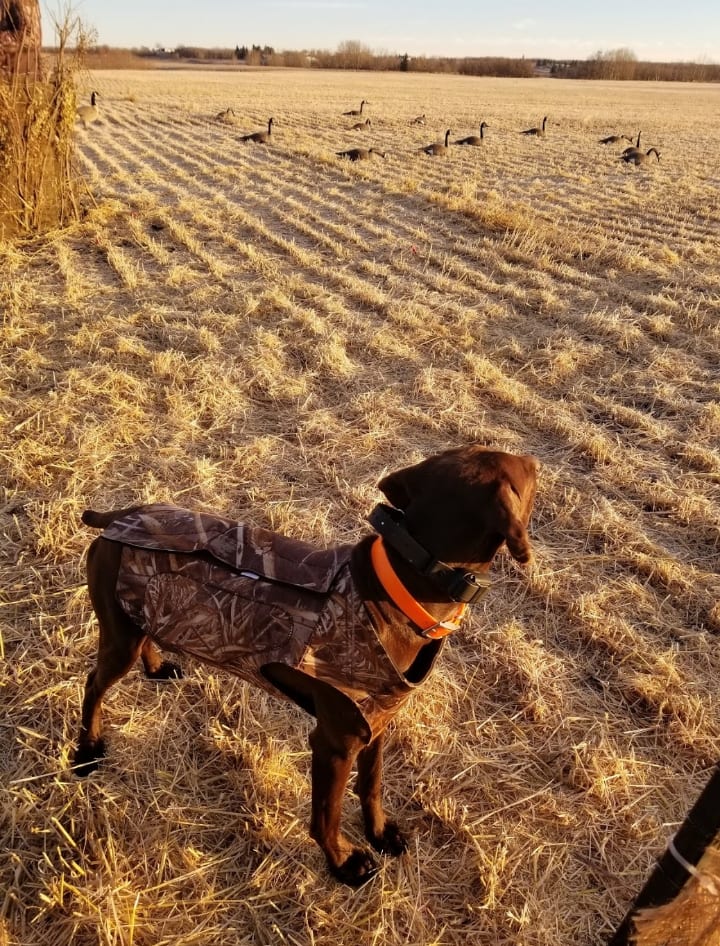 Gun dog training field