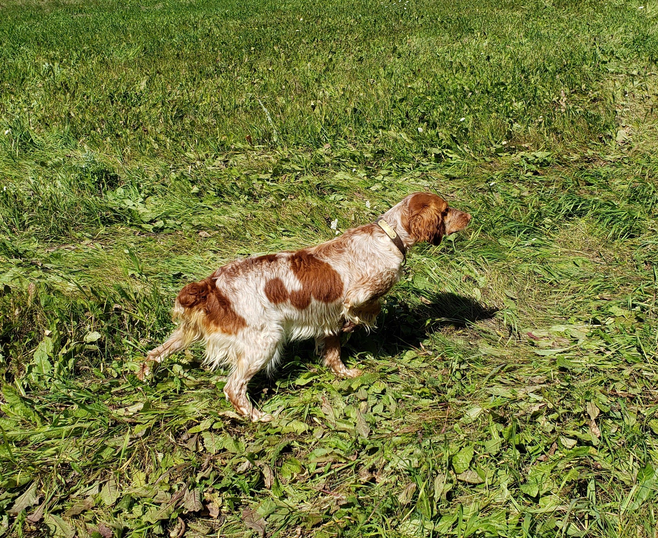 Gun dog training session