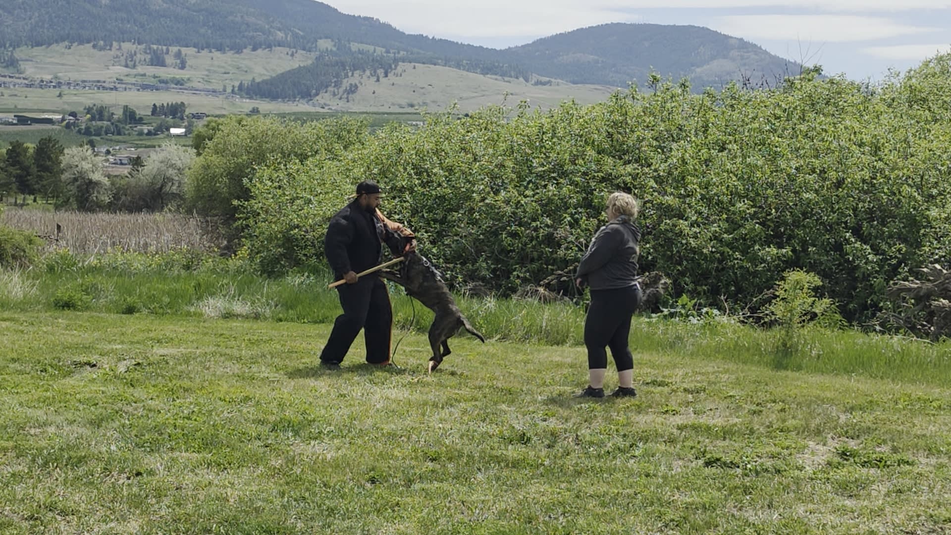 Protection sports training — Chaos K9 Kelowna