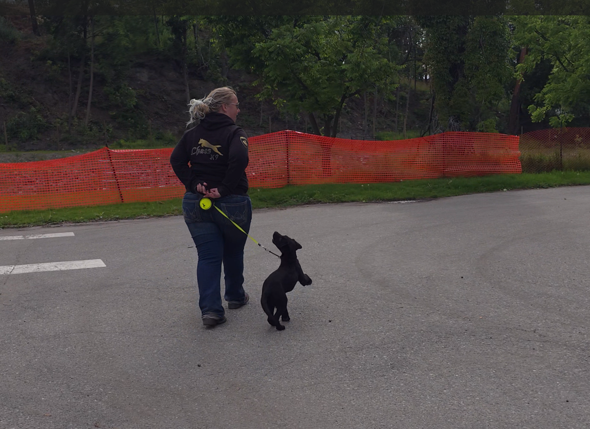 Angie with a high-drive puppy