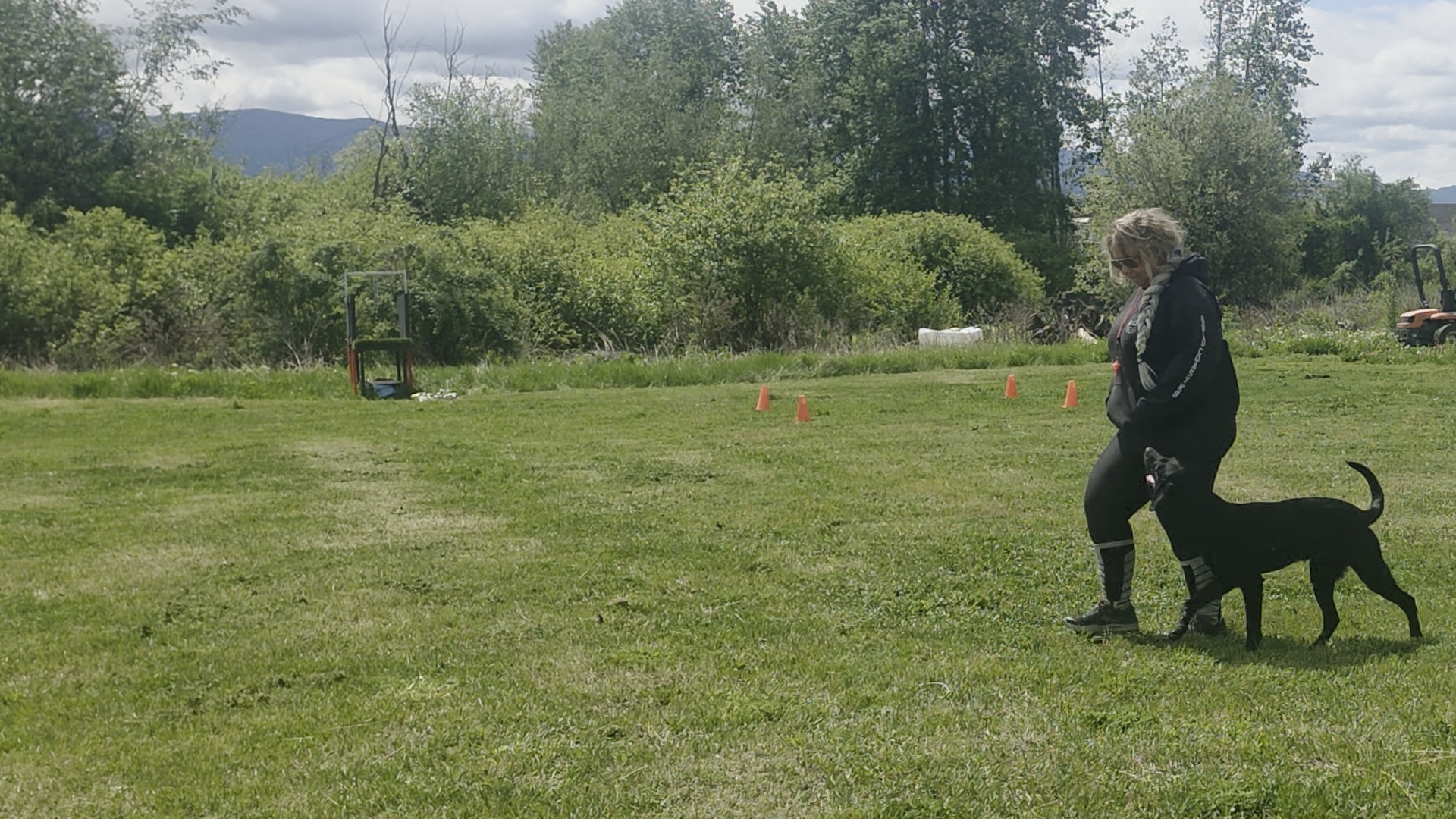 Angie in competitive sport work with a Labrador