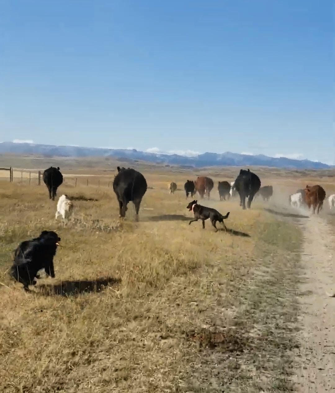Angie's dog working cattle on an open range