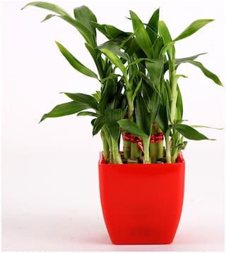 Paytmmall offers on Mothers Day Deals - Ferns n Petals 2 Layer Bamboo Plant In Red Melamine Pot - Mothers Day Gift