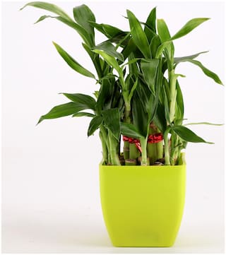 Paytmmall offers on Mothers Day Deals - Ferns N Petals 2 Layer Bamboo Plant In Pot - Mothers Day Gift