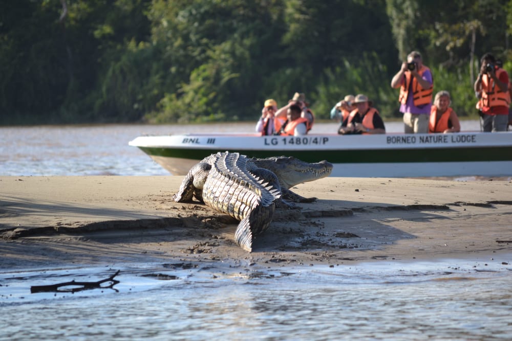 Estuarine Crocodile (2)-min.jpg