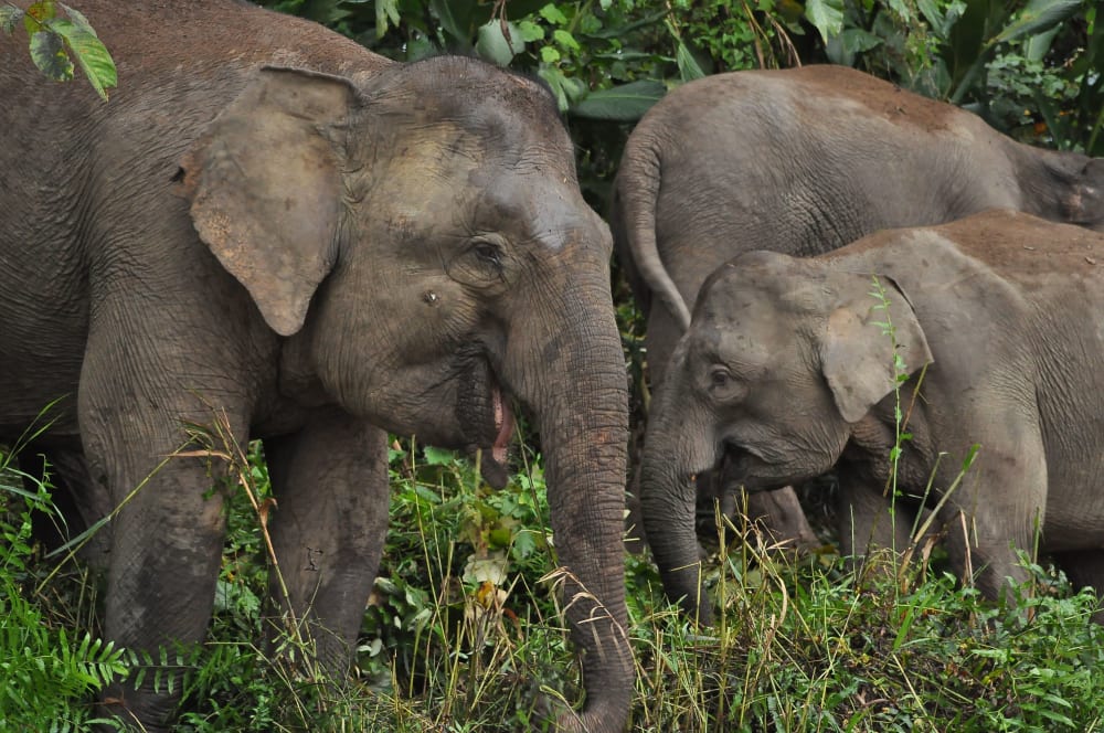 Pygmy Elephant-min.JPG