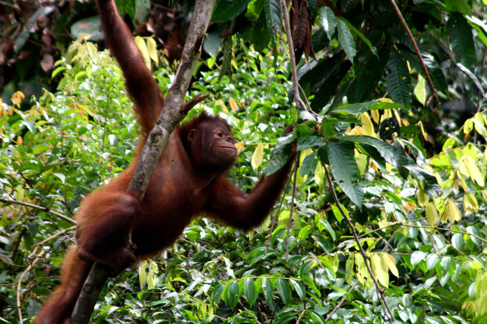 Orang Utan-min.JPG