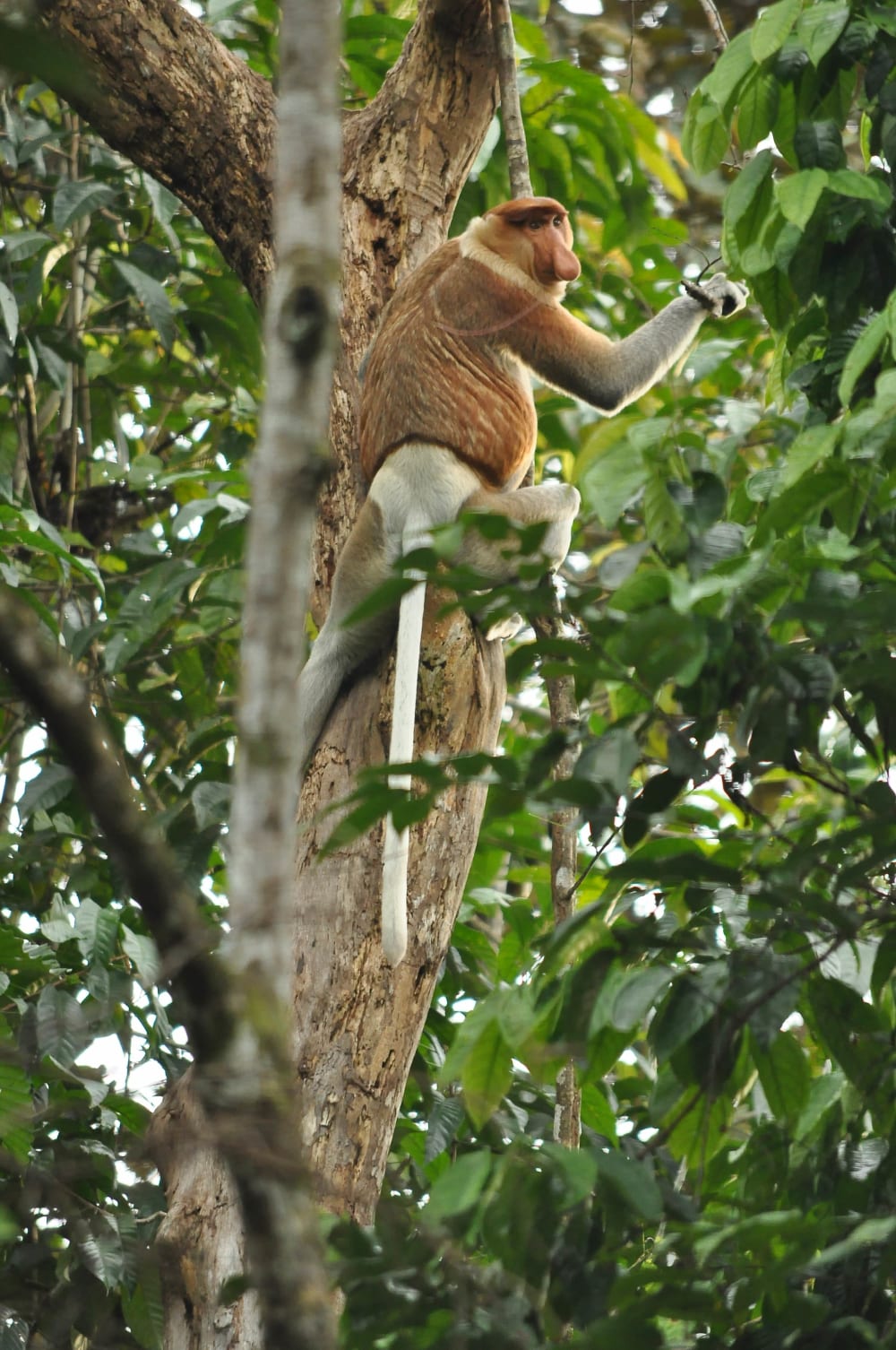 Proboscis Monkey-min.JPG
