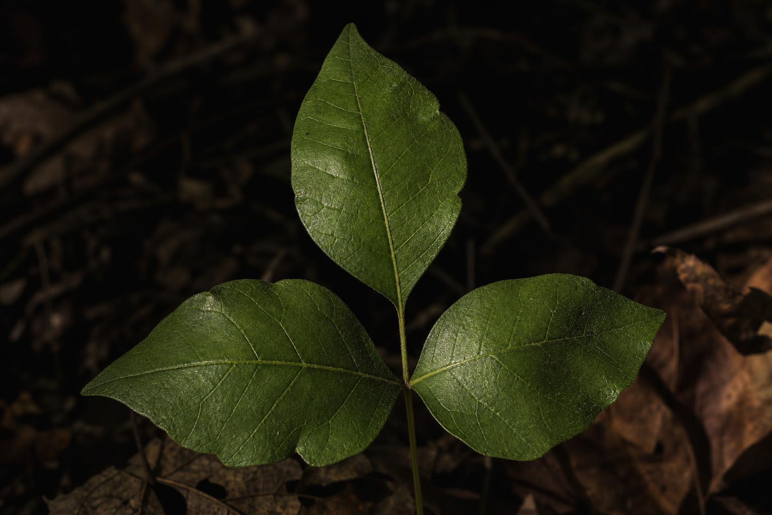 poison ivy leaves with three leaflets and longer center stalk