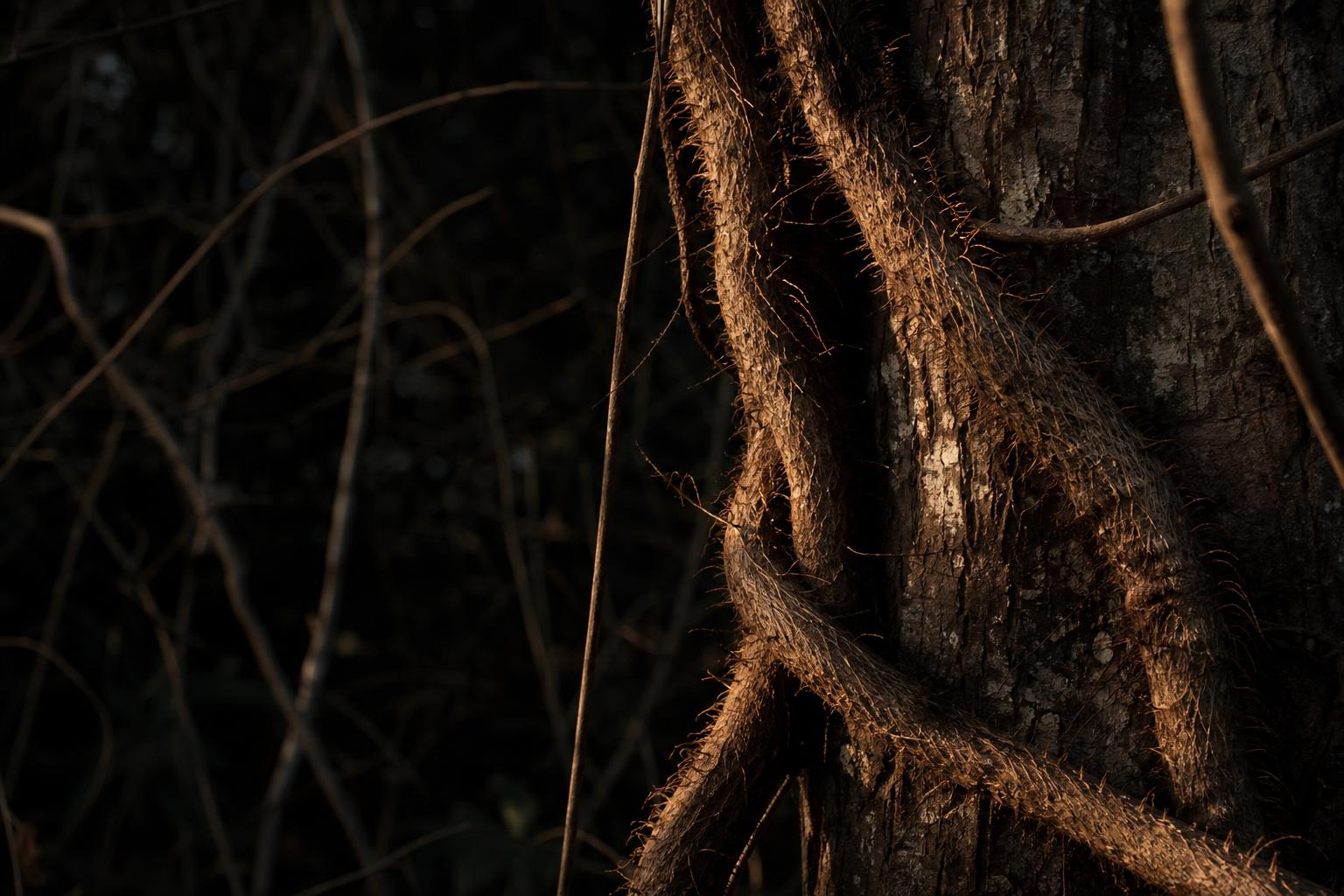 hairy rope like poison ivy vine climbing a tree trunk