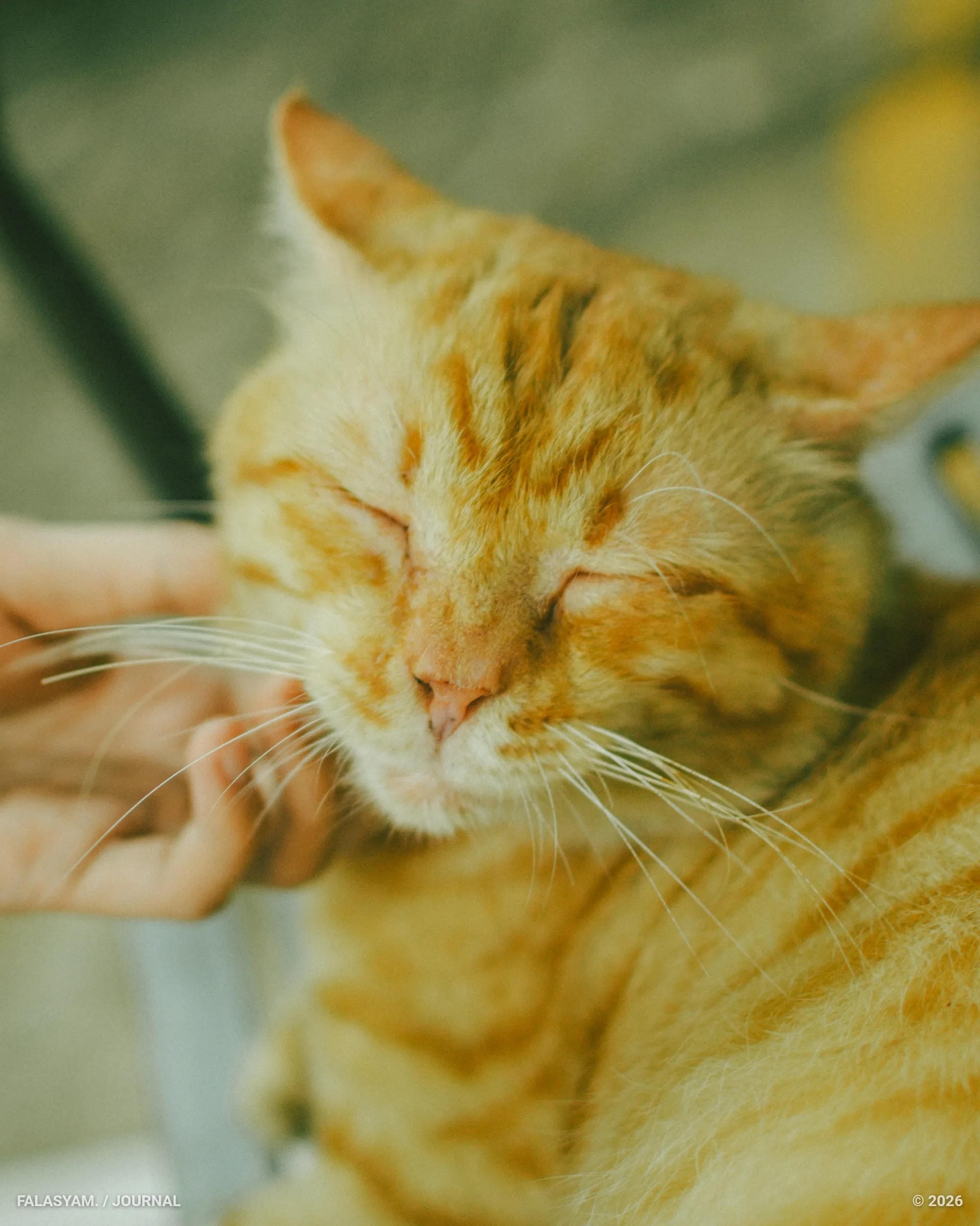 A Cat Outside Indomaret