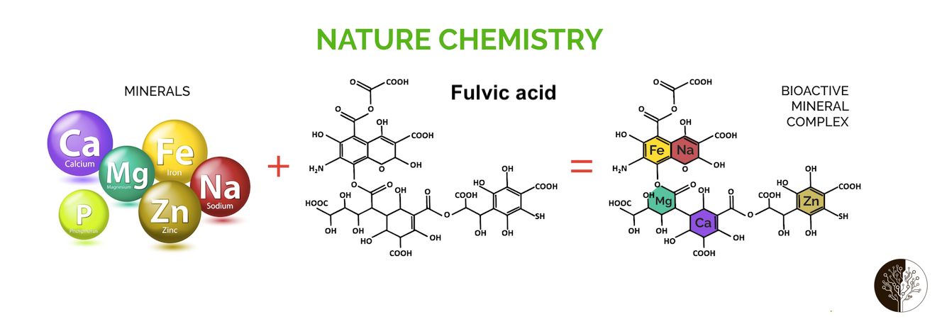 Fulvik Asit Mekanizması - Vücut ve Besinler Arasında Taşıyıcı Görevi