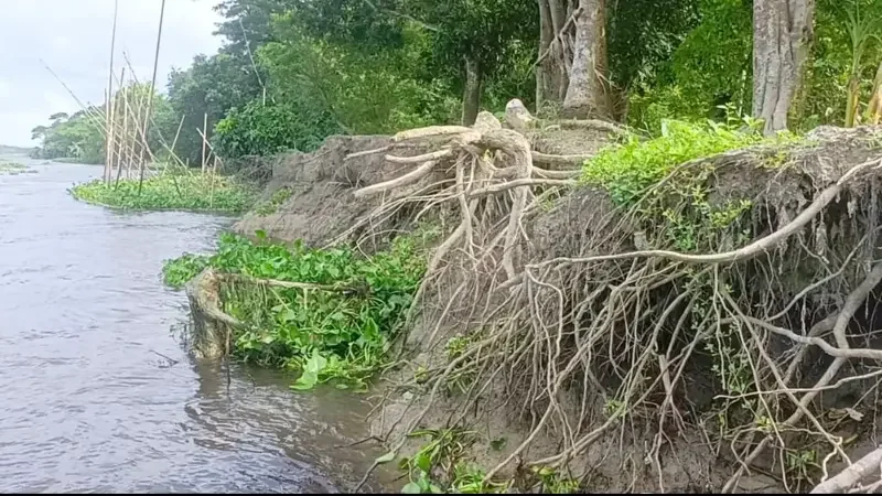 অসময়ে ডাকাতিয়া নদীর ভাঙ্গন : চাঁদপুর সদরে আতঙ্কিত হাজারো পরিবার