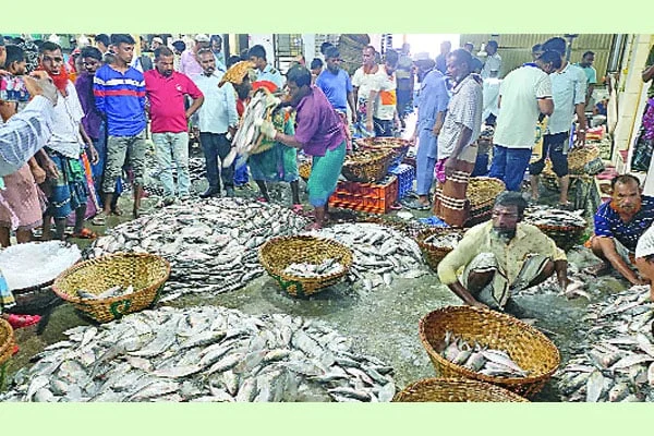 ইলিশ সিন্ডিকেটে ছেঁদ, সরকারকে অভিনন্দন...