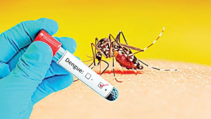 চাঁদপুর শহরে বাড়ছে মশার উপদ্রব, ডেঙ্গুর আশঙ্কা