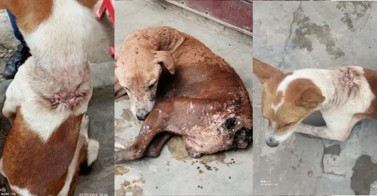 চাঁদপুর শহরে অসুস্থ-আহত কুকুরের করুণ চিত্র : দু বছরেও দেয়া হয়নি ভ্যাকসিন দেখার যেনো কেউ নেই : অবহেলায় বাড়ছে সংক্রমণ!