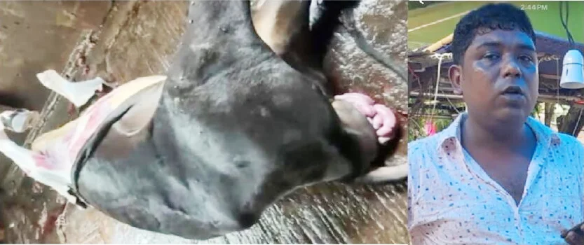 চাঁদপুরে ৭০ হাজার টাকায় রোগা গরু ক্রয় করে গোস্ত বিক্রি! ক্রেতাদের সাথে প্রতারণা!