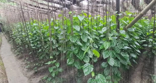 হাইমচরে ৫০ কোটি টাকার পানের ব্যবসা: সমৃদ্ধির পথে প্রতিবন্ধকতা