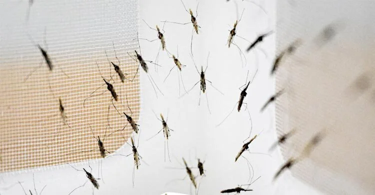 মশাবাহিত চিকুনগুনিয়া ভাইরাস নিয়ে বিশ্ব স্বাস্থ্য সংস্থার উদ্বেগ