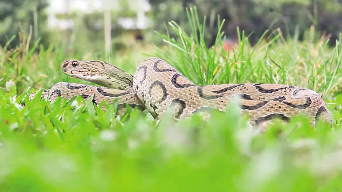 সাপের কামড়ে মৃত্যু, স্বাস্থ্য খাতে এক নীরব সংকট