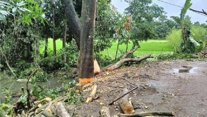মতলবে সরকারি গাছ নিধন : বনবিভাগ-এলজিইডির দোষারোপে জনরোষ