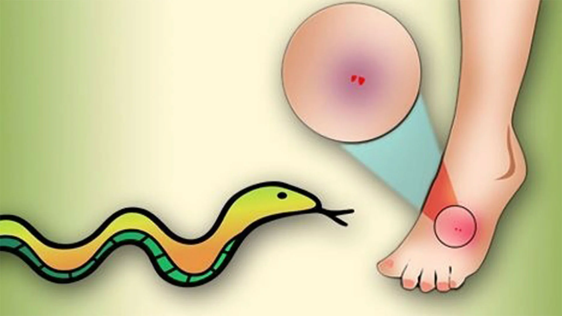 মতলব দক্ষিনে সাপের কামড়ে গৃহবধূর মৃত্যু