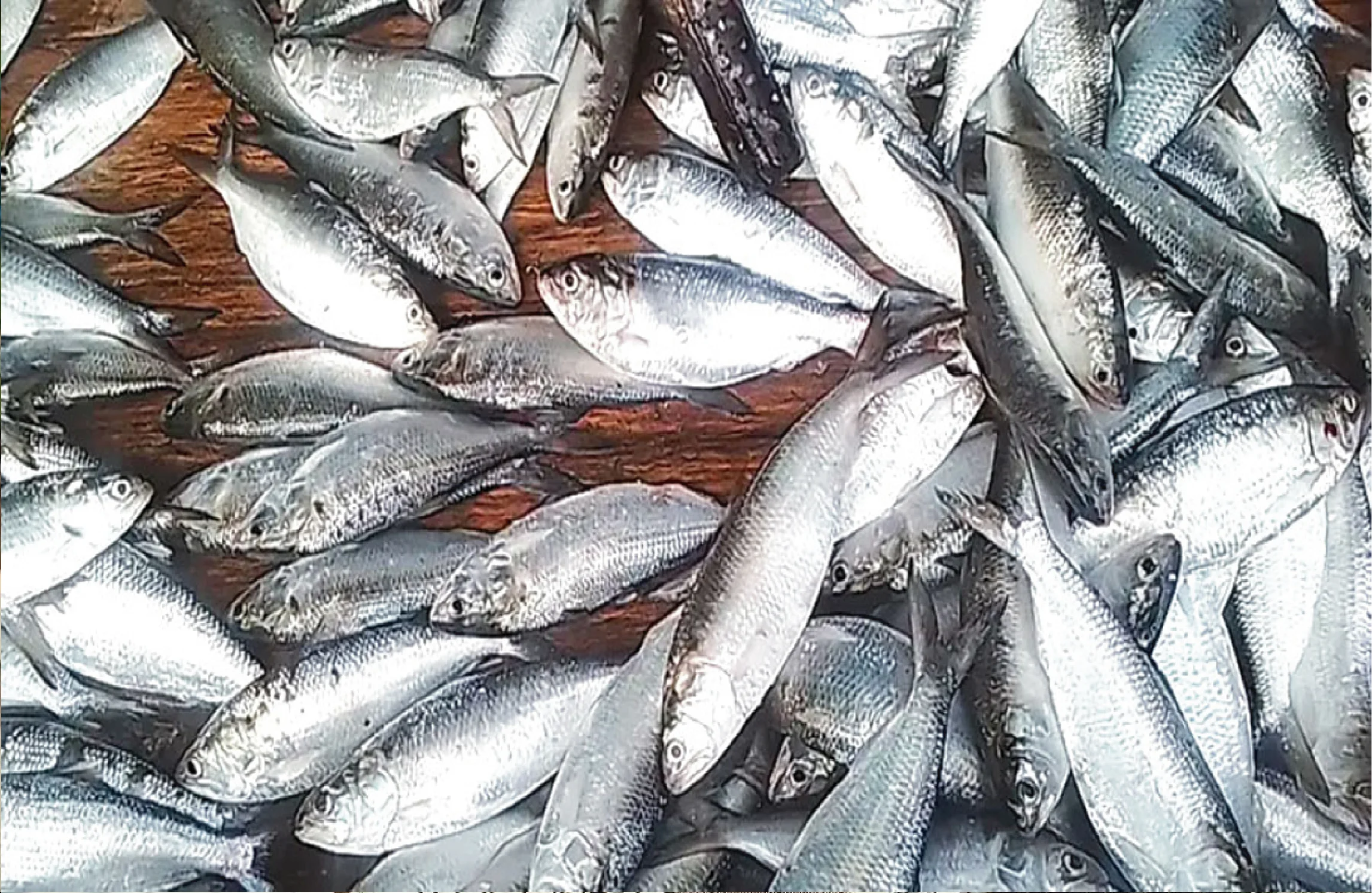 এবার শুরু জাটকা ইলিশ শিকারের ওপর ৮ মাসের নিষেধাজ্ঞা