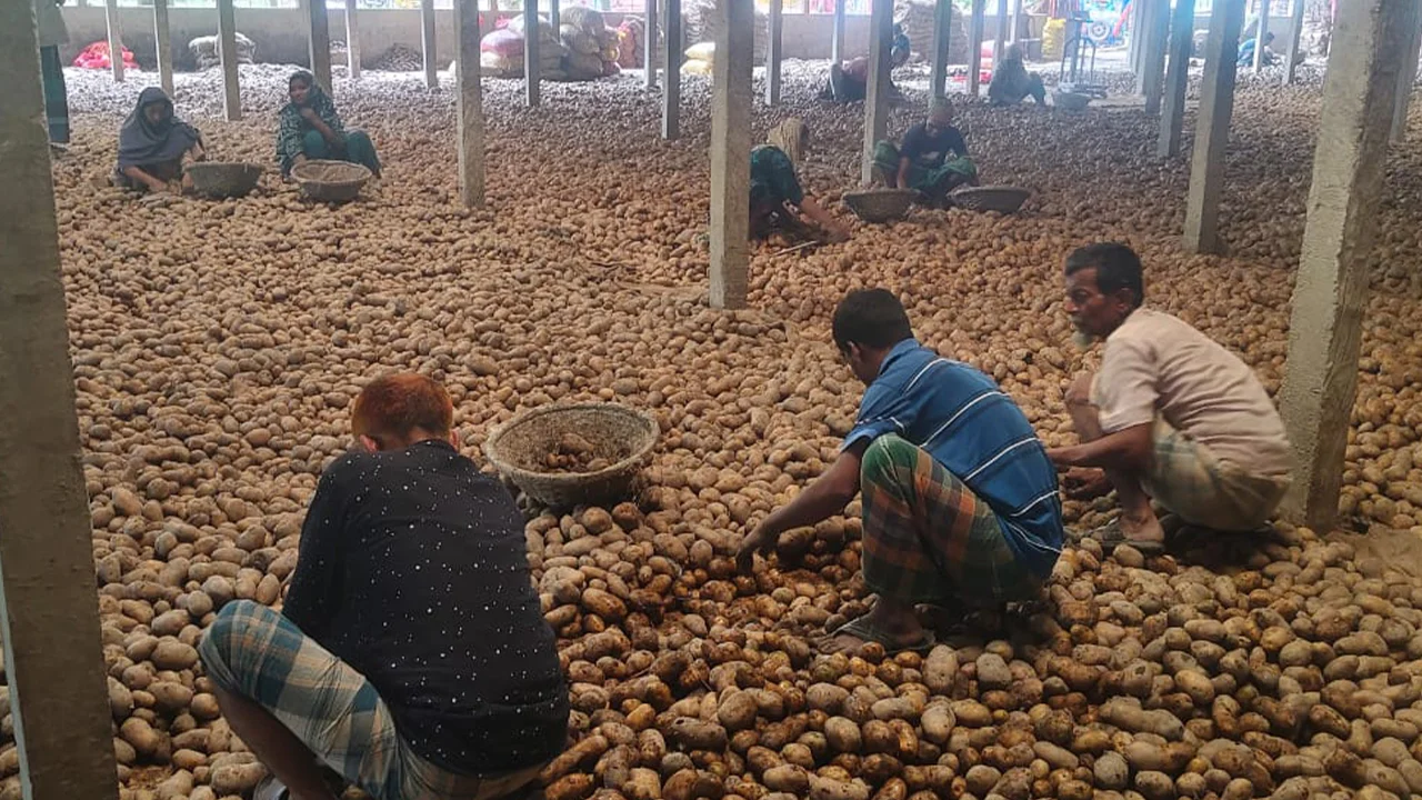 কচুয়ায় আলুচাষিরা মারাত্মক আর্থিক সংকটে