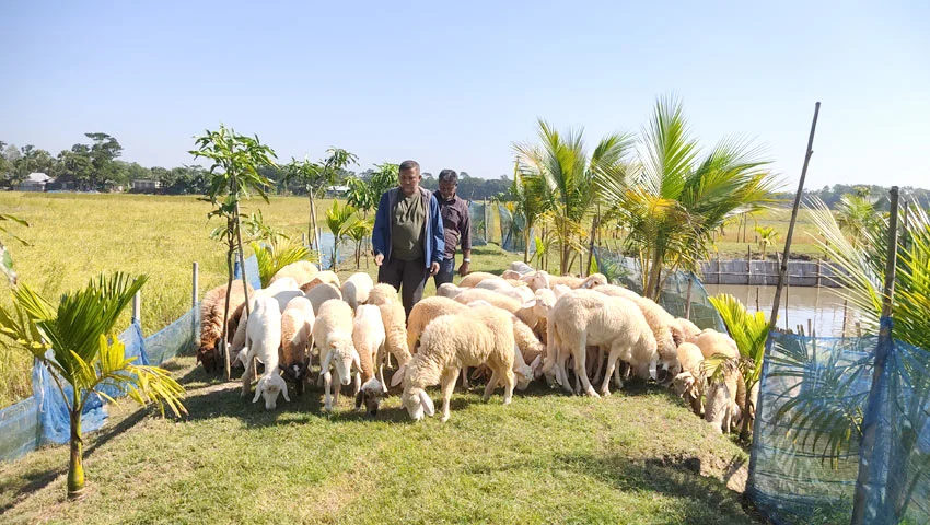 কচুয়ায় বিস্তীর্ণ বিলের মাঝখানে প্রবাসীর ব্যতিক্রমী খামার