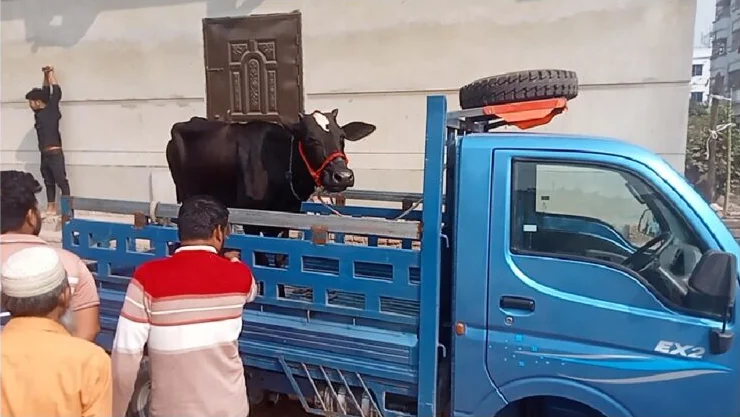 মতলবে পিকাপসহ গরু উদ্ধার : চোর পলাতক