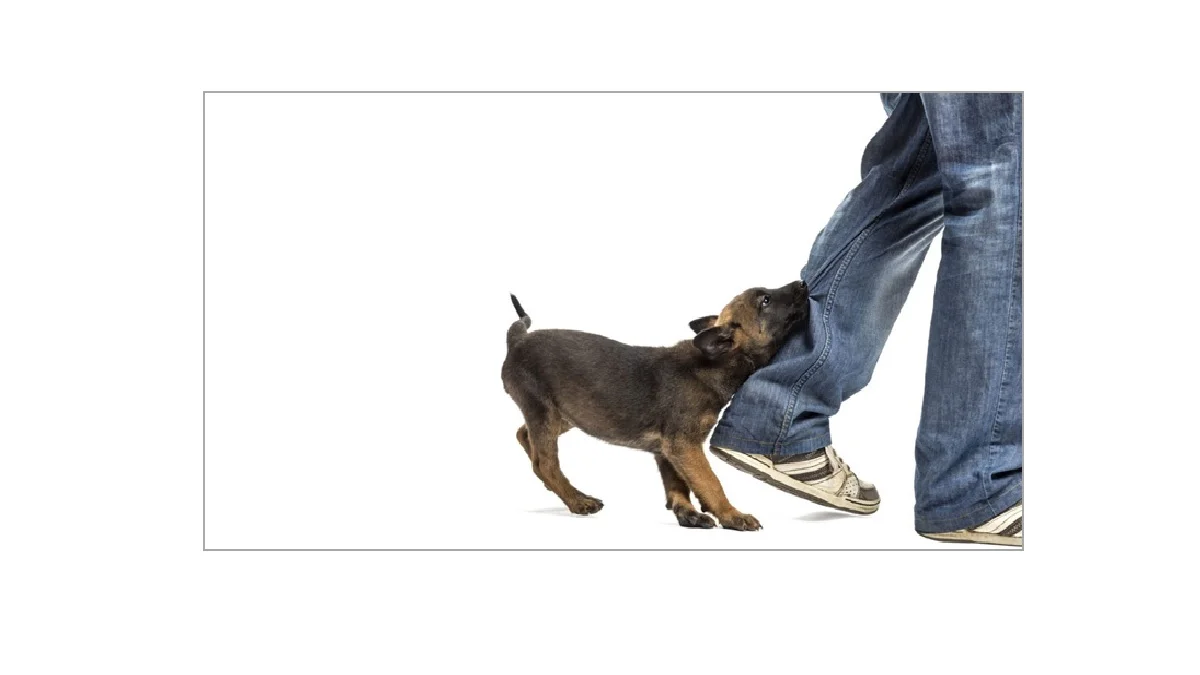 মতলব দক্ষিণে পাগলা কুকুরের কামড়ে শিশু কিশোরসহ আহত ১৭