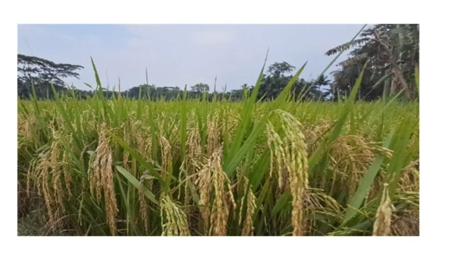 চাঁদপুরের দুটি সেচ প্রকল্পের ১৬ হাজার ৬২ হেক্টর জমিতে বোরো আবাদ