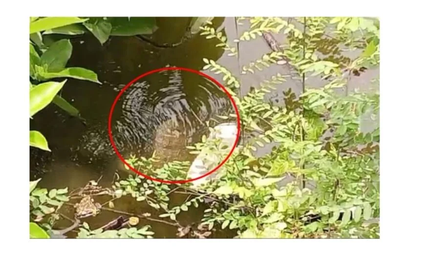 মতলবে দুমাস ধরে পাইপ লিকেজ হয়ে বের হচ্ছে গ্যাস : আতঙ্কে এলাকাবাসী