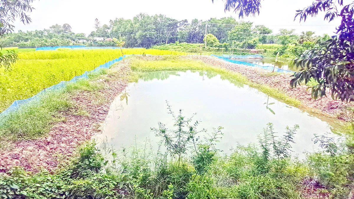 কৃষিজমিতে মাছ চাষ, কমছে ধানের আবাদ