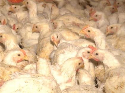 В Калининграде в личном подсобном хозяйстве выявили очаг высокопатогенного птичьего гриппа