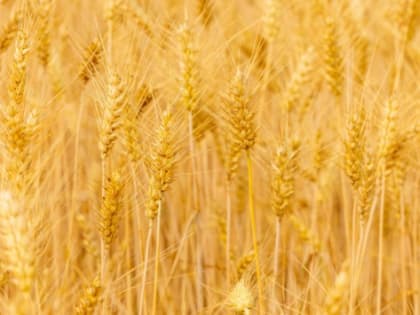 Калининградская область лидирует по урожайности зерновых и зернобобовых