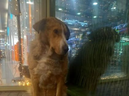 «Не ест, тоскливо глядит в глаза людей»: в Калининграде собирают средства на лечение псу с сердечной недостаточностью