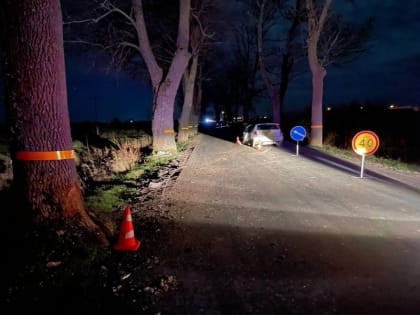 В Гурьевском округе «Мазда» врезалась в дерево, уходя от столкновения с пешеходом