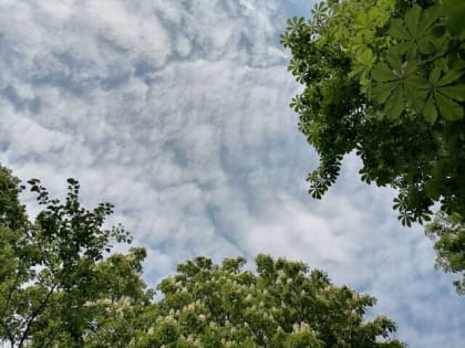 Праздничная неделя в Калининграде начнется с теплой, но пасмурной погоды