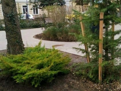 Площадь в центре Зеленоградска украсили можжевельником (фото)