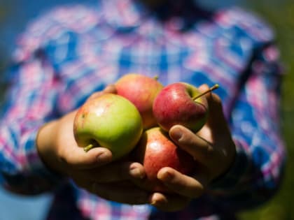 Врачи назвали 3 полезных перекуса на каждый день