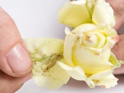 Из Литвы в Калининградскую область завезли розы с опасным трипсом