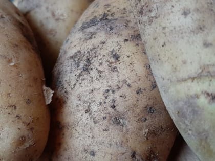 За июнь в Калининградской области больше всего подорожали сезонные продукты