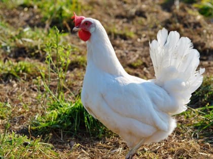 В Калининграде и части Гурьевского района убьют почти всю домашнюю птицу