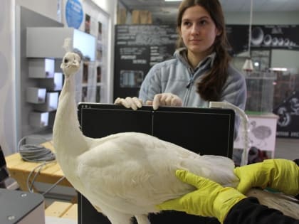 В Калининградском зоопарке птиц переведут на безвыгульное содержание из-за опасности заражения
